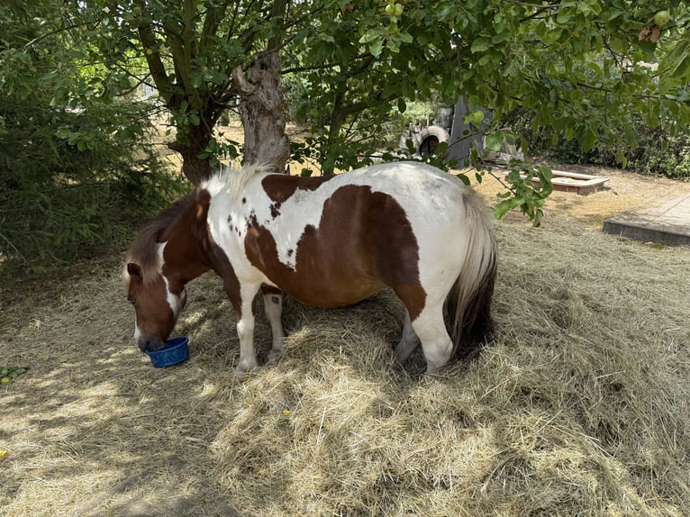Kuce szetlandzkie Klacz 12 lat 105 cm Srokata in Neinstedt