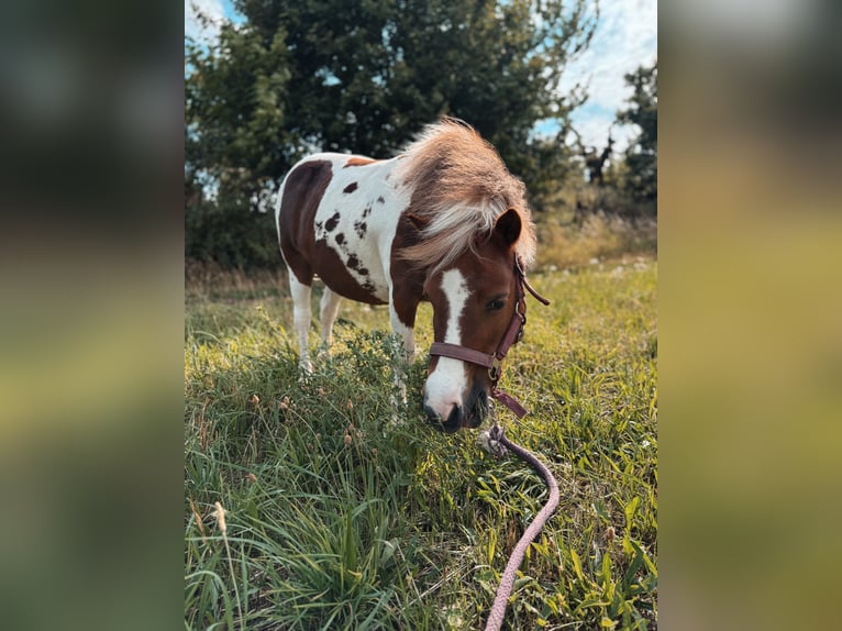 Kuce szetlandzkie Klacz 12 lat 105 cm Srokata in Neinstedt