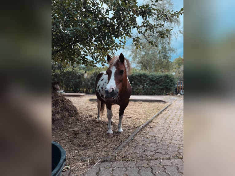 Kuce szetlandzkie Klacz 12 lat 105 cm Srokata in Neinstedt
