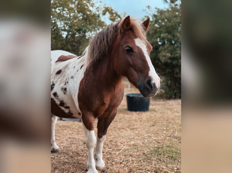 Kuce szetlandzkie Klacz 12 lat 105 cm Srokata in Neinstedt