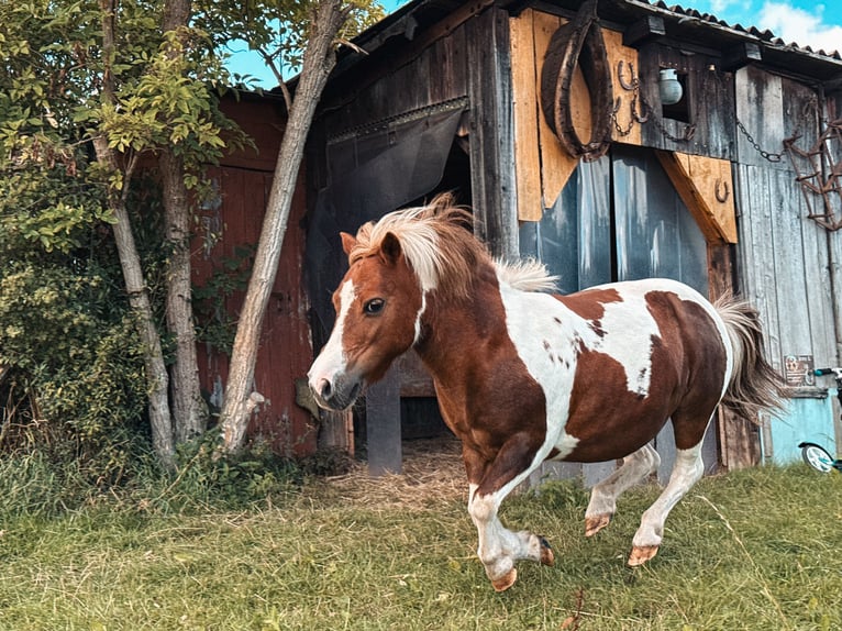 Kuce szetlandzkie Klacz 12 lat 105 cm Srokata in Neinstedt
