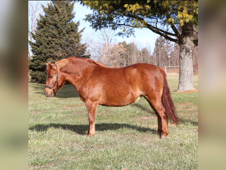 Kuce szetlandzkie Klacz 12 lat 122 cm Ciemnokasztanowata in Howell