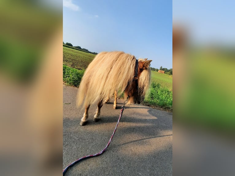 Kuce szetlandzkie Klacz 12 lat 86 cm Kasztanowata in Ahaus