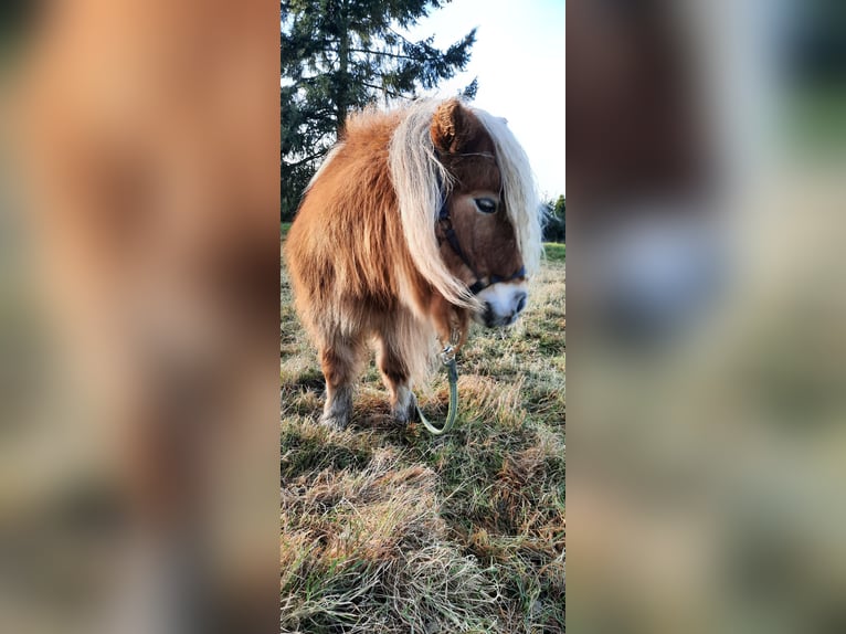 Kuce szetlandzkie Klacz 12 lat 86 cm Kasztanowata in Ahaus