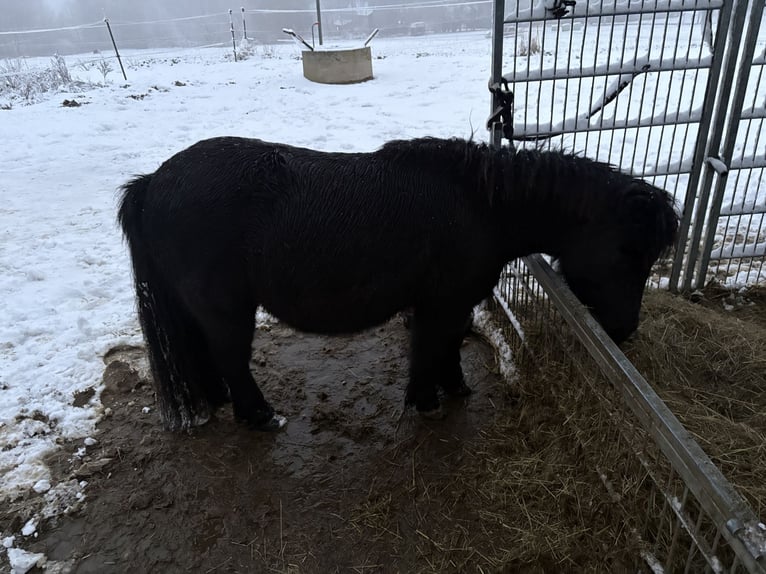 Kuce szetlandzkie Klacz 12 lat 95 cm Kara in Reinsberg
