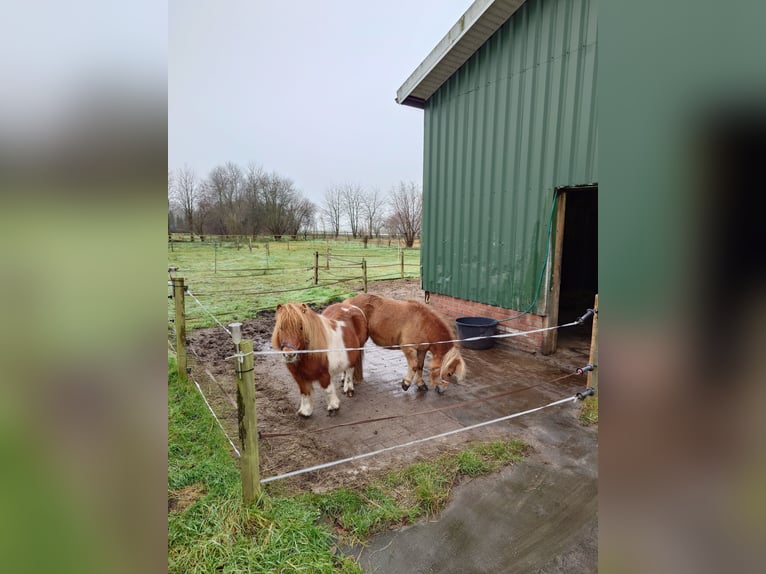 Kuce szetlandzkie Klacz 13 lat 100 cm Kasztanowata in Klazienaveen