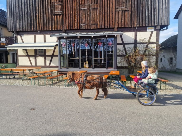 Kuce szetlandzkie Klacz 13 lat 100 cm Kasztanowata in Wattendorf