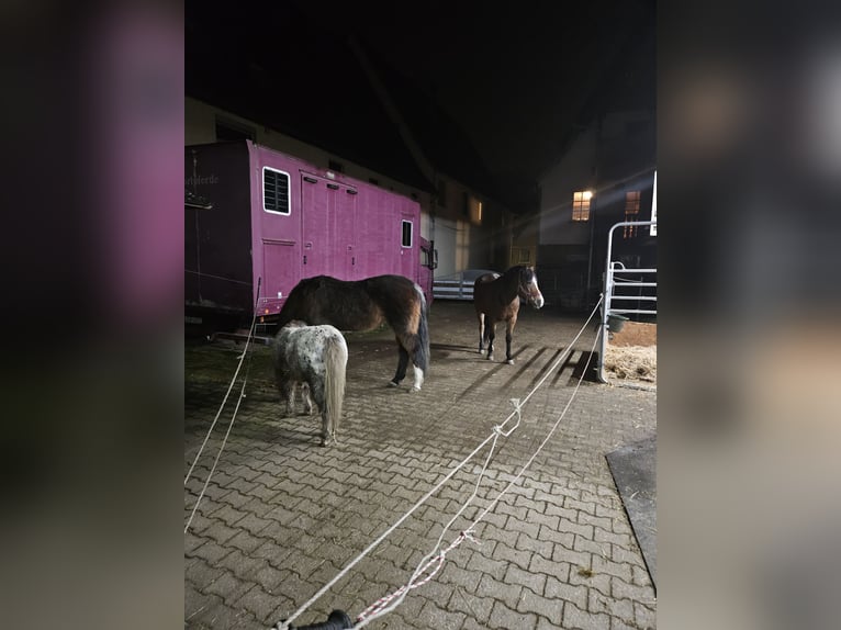 Kuce szetlandzkie Mix Klacz 13 lat 103 cm Tarantowata in Eberdingen