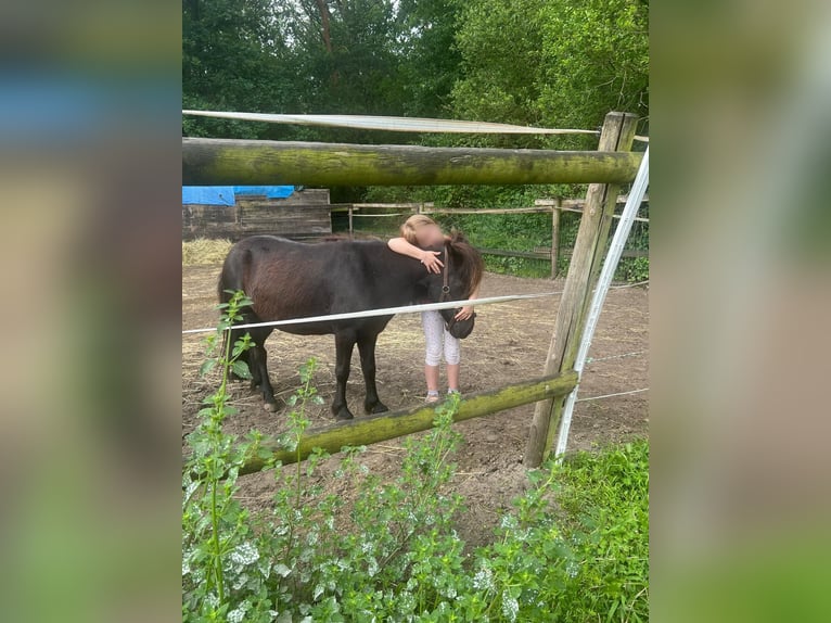 Kuce szetlandzkie Klacz 13 lat 105 cm Kara in Schönwalde