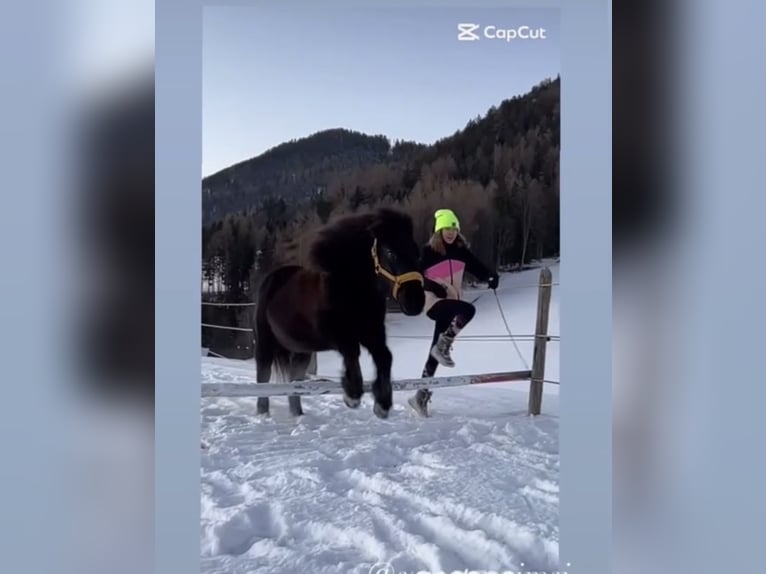 Kuce szetlandzkie Mix Klacz 13 lat 110 cm Kara in Vorderstoder