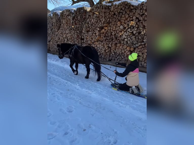 Kuce szetlandzkie Mix Klacz 13 lat 110 cm Kara in Vorderstoder