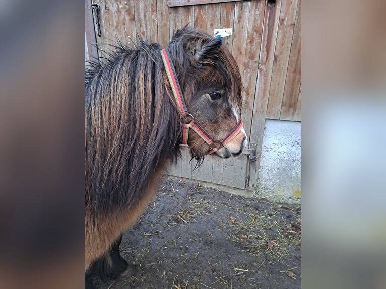 Kuce szetlandzkie Klacz 13 lat 85 cm Gniada in Osnabrück