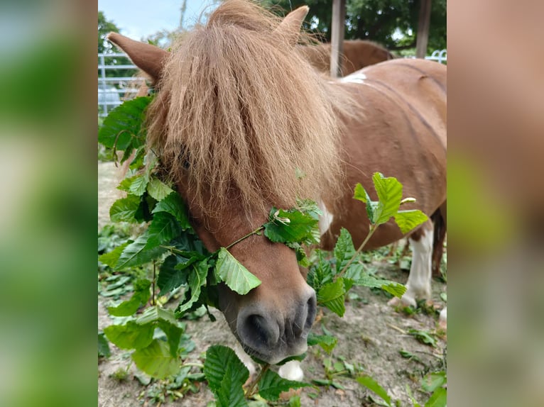 Kuce szetlandzkie Klacz 13 lat 90 cm Srokata in Gleichen