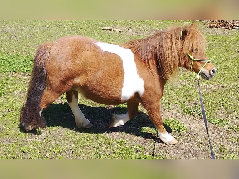 Kuce szetlandzkie Klacz 13 lat 90 cm Srokata in Gleichen