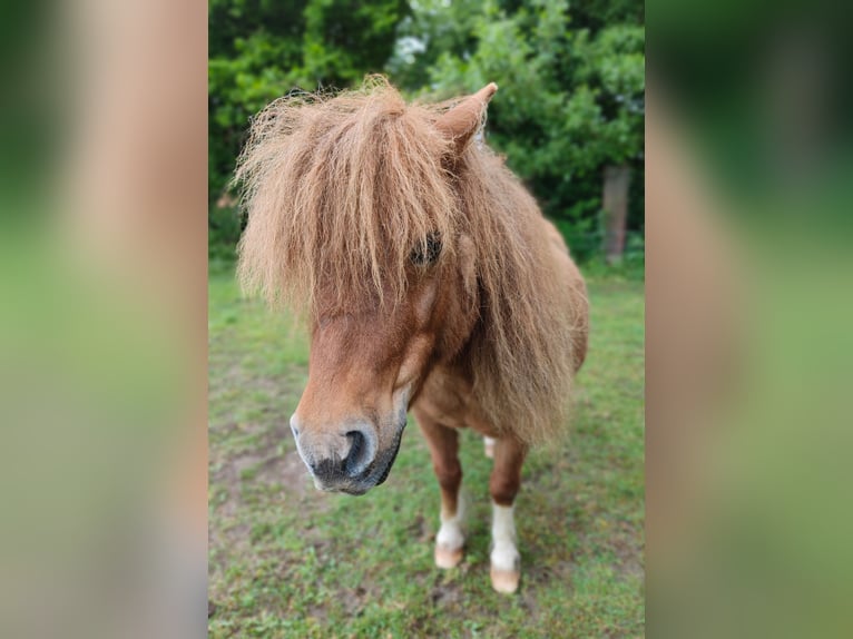 Kuce szetlandzkie Klacz 13 lat 90 cm Srokata in Gleichen