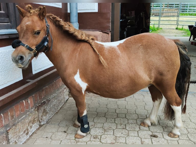 Kuce szetlandzkie Klacz 13 lat 90 cm Srokata in Gleichen