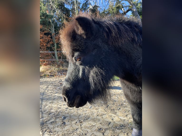 Kuce szetlandzkie Klacz 13 lat 95 cm Kara in Reinsberg