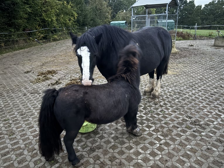 Kuce szetlandzkie Klacz 13 lat 95 cm Kara in Reinsberg