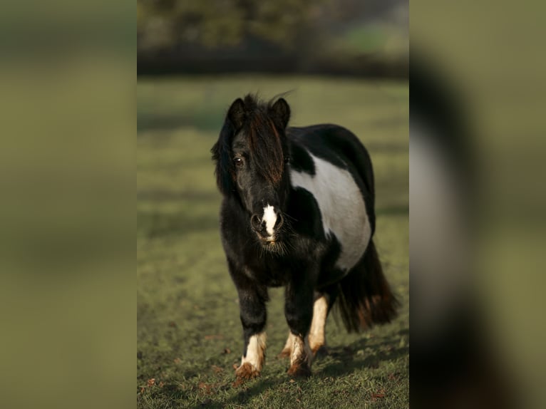 Kuce szetlandzkie Klacz 13 lat 97 cm Srokata in Junglinster