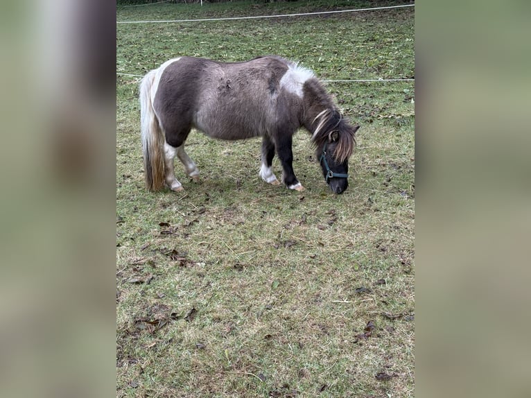 Kuce szetlandzkie Klacz 13 lat Overo wszelkich maści in Fehmarn
