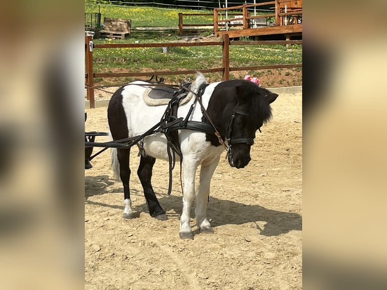 Kuce szetlandzkie Klacz 14 lat 114 cm Srokata in Ursensollen