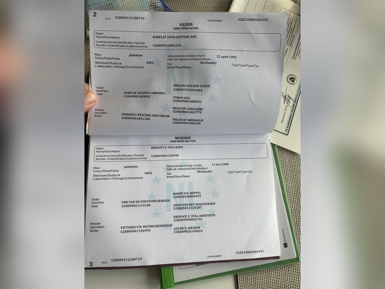 Kuce szetlandzkie Klacz 14 lat 90 cm Izabelowata in Niederkassel