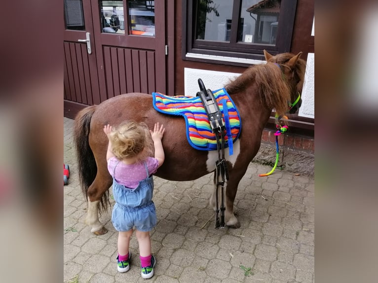 Kuce szetlandzkie Klacz 14 lat 90 cm Srokata in Gleichen