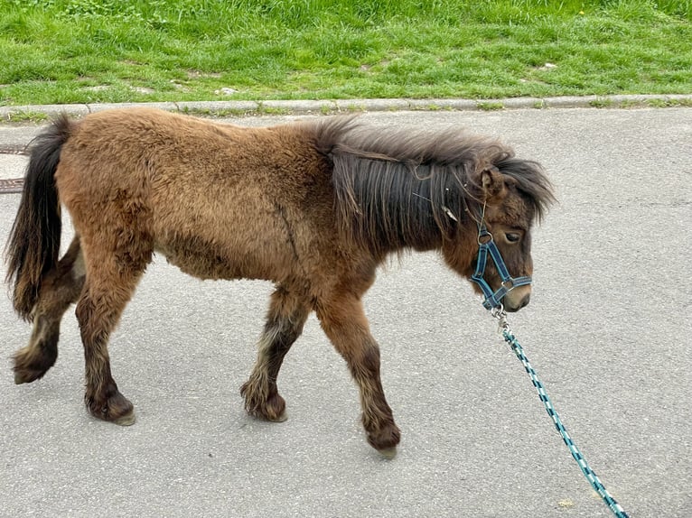 Kuce szetlandzkie Klacz 14 lat 92 cm Tarantowata in Forchtenberg