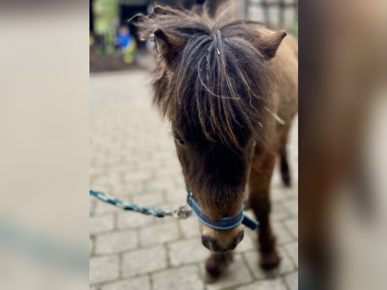 Kuce szetlandzkie Klacz 14 lat 92 cm Tarantowata in Forchtenberg