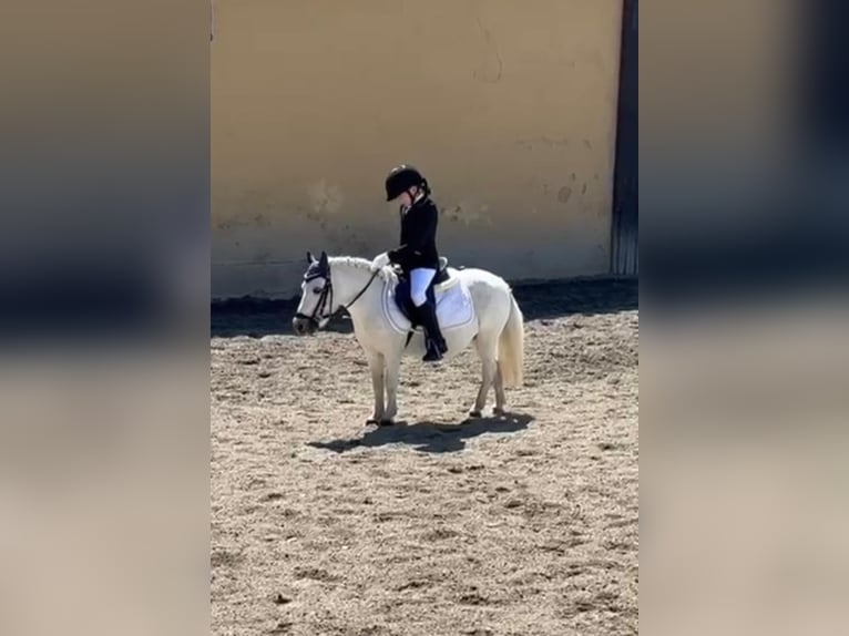 Kuce szetlandzkie Mix Klacz 14 lat Siwa in Unterwaltersdorf