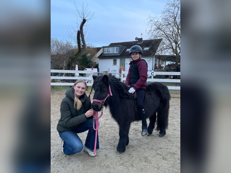 Kuce szetlandzkie Klacz 15 lat 100 cm Kara in Kempen