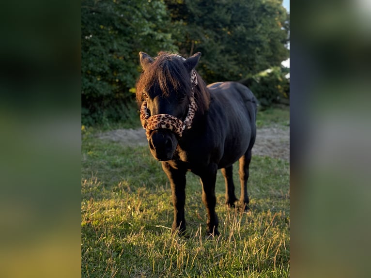 Kuce szetlandzkie Klacz 15 lat 110 cm Kara in Krugsdorf