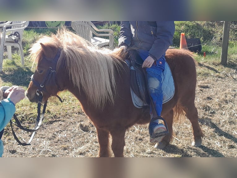 Kuce szetlandzkie Klacz 15 lat 85 cm Kasztanowata in Wolfegg