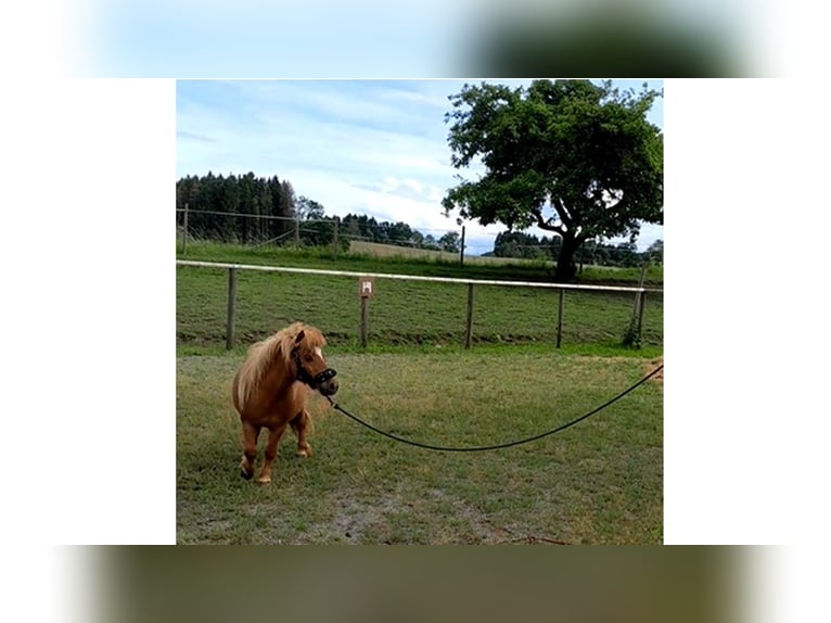 Kuce szetlandzkie Klacz 15 lat 85 cm Kasztanowata in Wolfegg