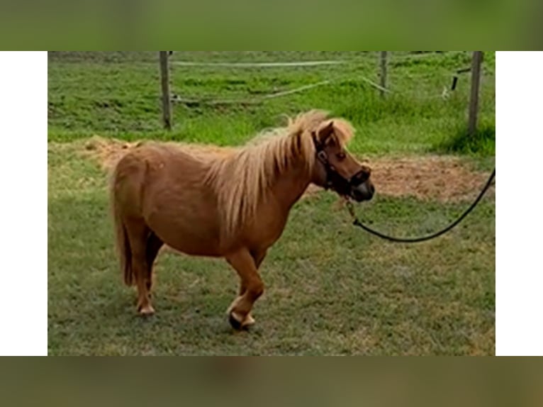 Kuce szetlandzkie Klacz 15 lat 85 cm Kasztanowata in Wolfegg