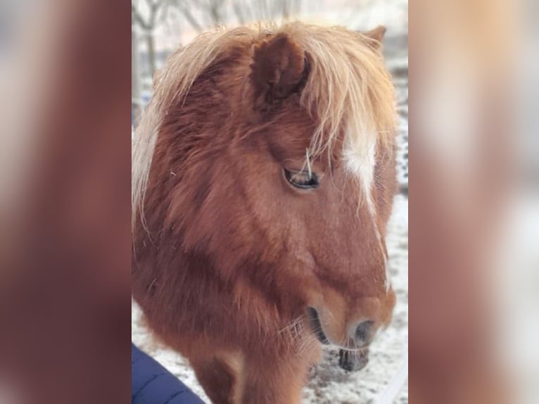Kuce szetlandzkie Klacz 15 lat 85 cm Kasztanowata in Wolfegg