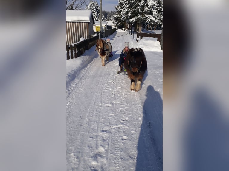 Kuce szetlandzkie Klacz 15 lat 85 cm Srokata in Oelsnitz