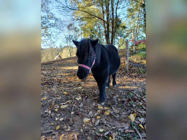 Kuce szetlandzkie Mix Klacz 15 lat 90 cm Kara in Kreuzberg