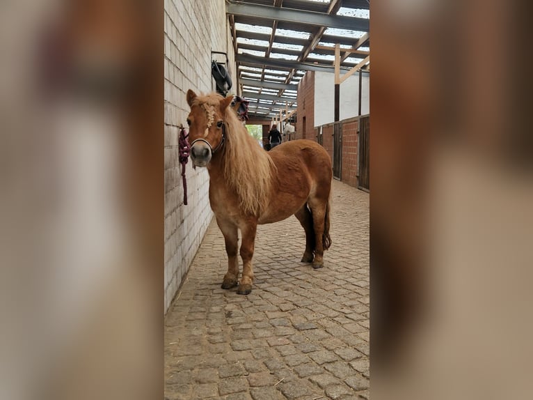 Kuce szetlandzkie Klacz 15 lat 90 cm Kasztanowata in Hannover