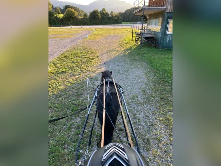 Kuce szetlandzkie Klacz 15 lat 95 cm Kara in Eberstalzell