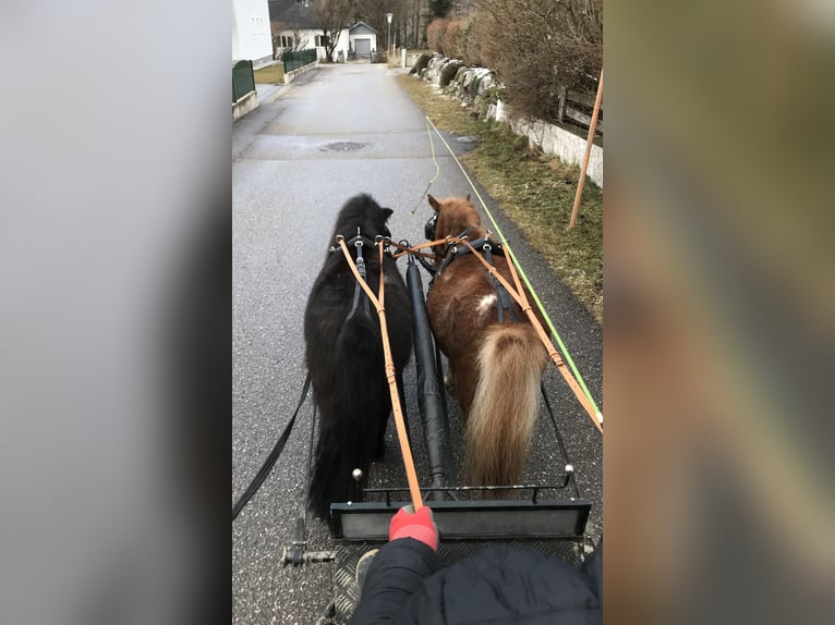 Kuce szetlandzkie Klacz 15 lat 95 cm Kara in Eberstalzell