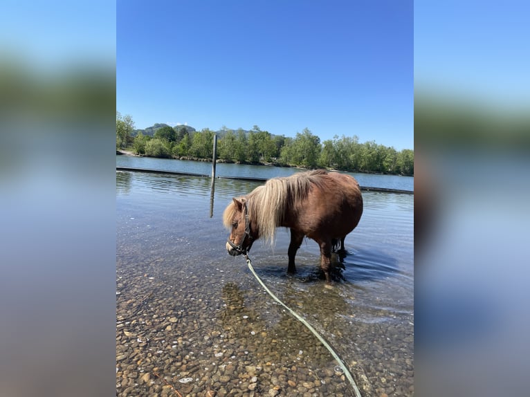 Kuce szetlandzkie Klacz 15 lat 97 cm Kasztanowata in Höchst