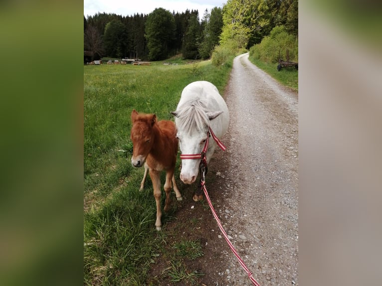 Kuce szetlandzkie Klacz 16 lat 106 cm  in Emersacker