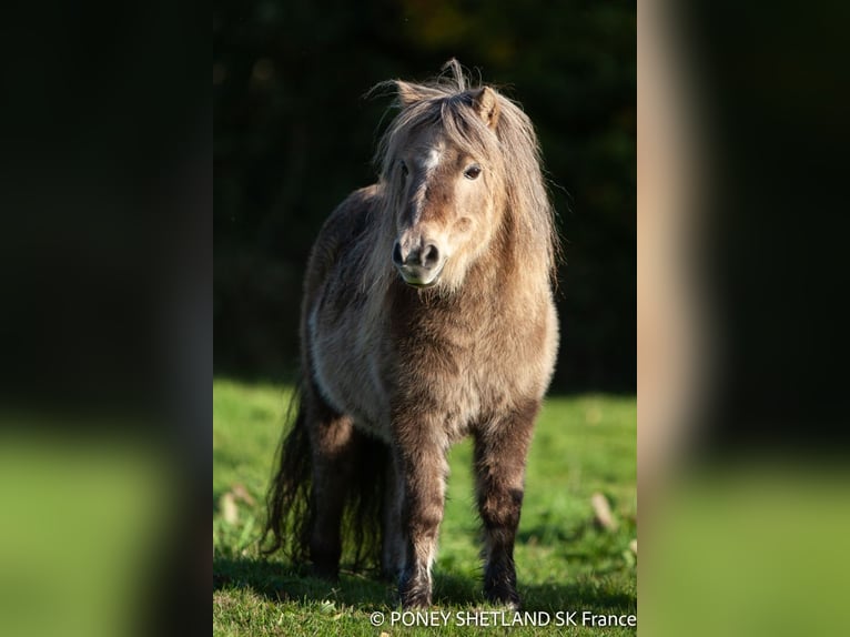 Kuce szetlandzkie Klacz 16 lat 95 cm Ciemnokasztanowata in La Vespière-Friardel