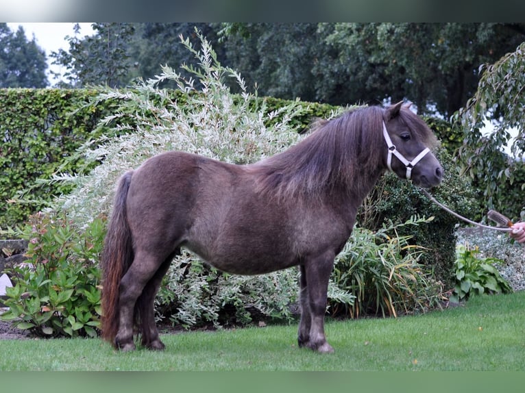 Kuce szetlandzkie Klacz 16 lat 95 cm Ciemnokasztanowata in La Vespière-Friardel