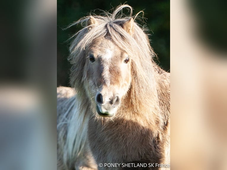 Kuce szetlandzkie Klacz 16 lat 95 cm Ciemnokasztanowata in La Vespière-Friardel