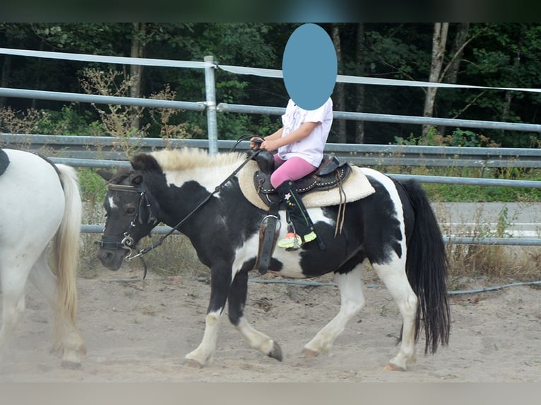 Kuce szetlandzkie Klacz 17 lat 100 cm Srokata in Laufenburg