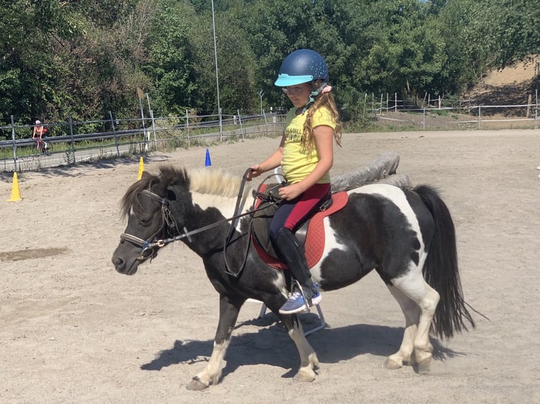 Kuce szetlandzkie Klacz 17 lat 100 cm Srokata in Laufenburg