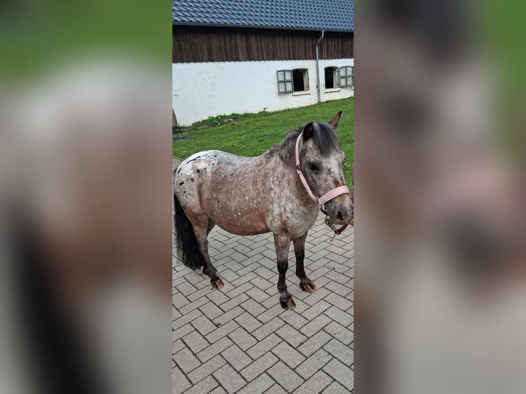 Kuce szetlandzkie Klacz 17 lat 101 cm Overo wszelkich maści in Wermelskirchen