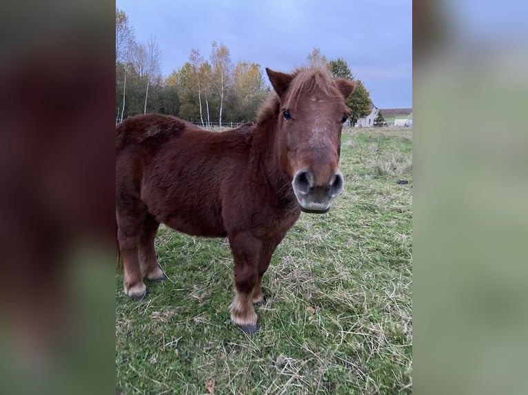 Kuce szetlandzkie Klacz 17 lat 105 cm Kasztanowata in Wistedt